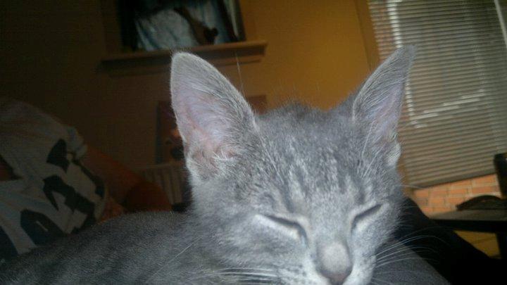 Huskat Oda billede 3