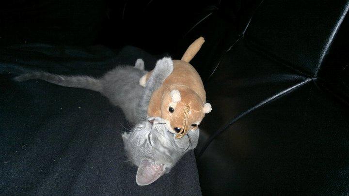 Huskat Oda billede 4