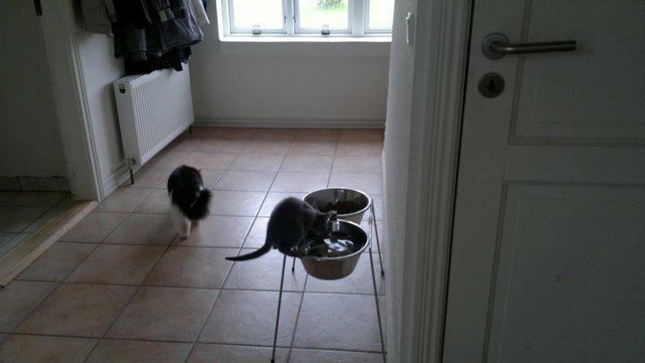 Huskat Oda billede 5