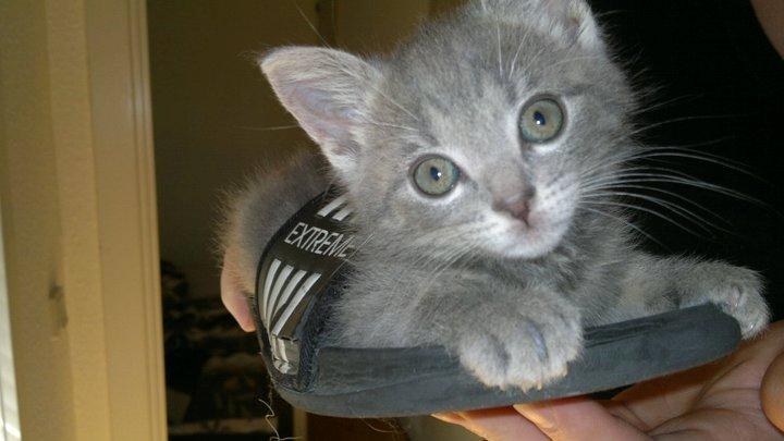 Huskat Oda billede 6