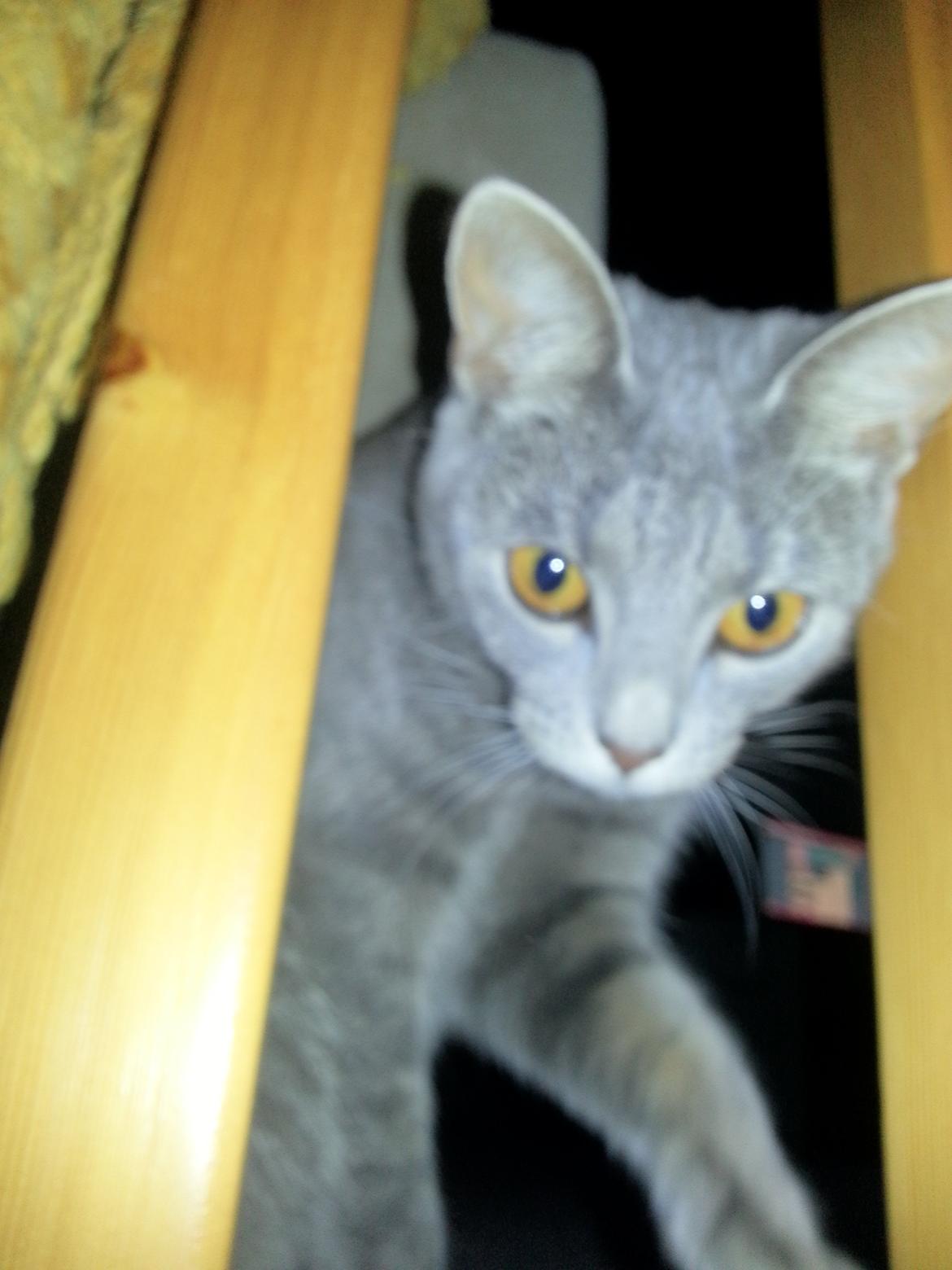 Huskat Oda billede 7