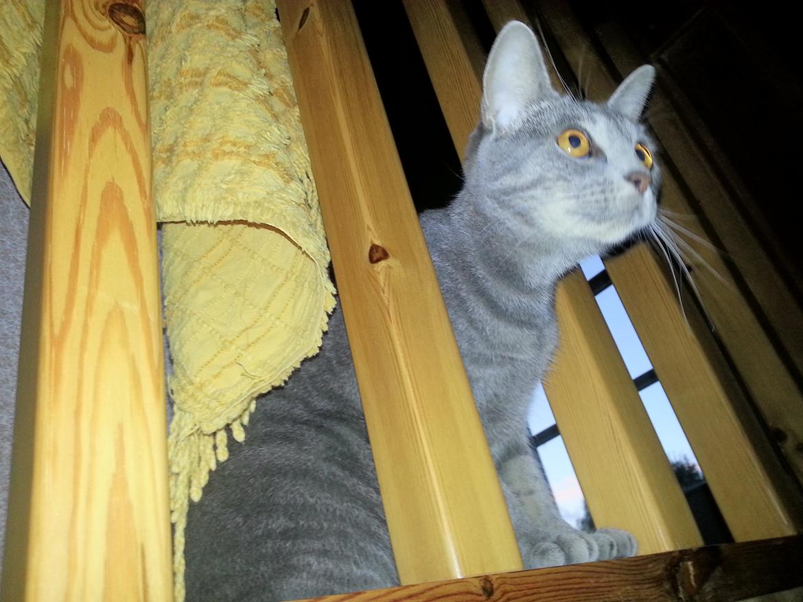 Huskat Oda billede 8