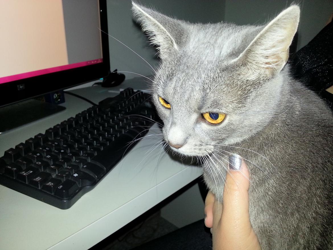 Huskat Oda billede 9