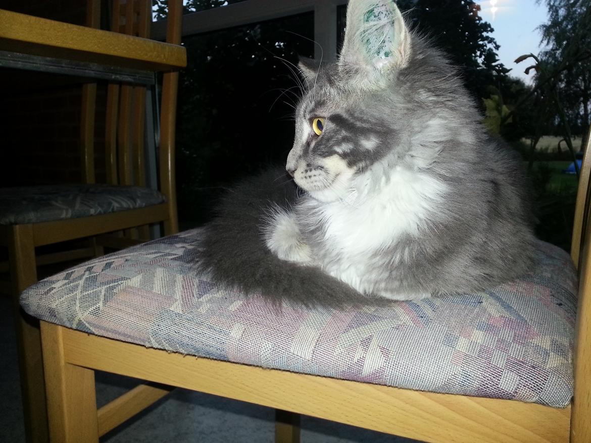 Maine Coon Edelweiss billede 1