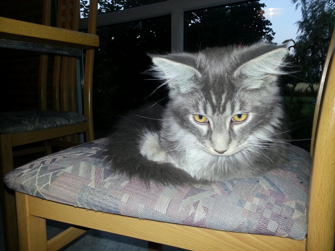 Maine Coon Edelweiss billede 2