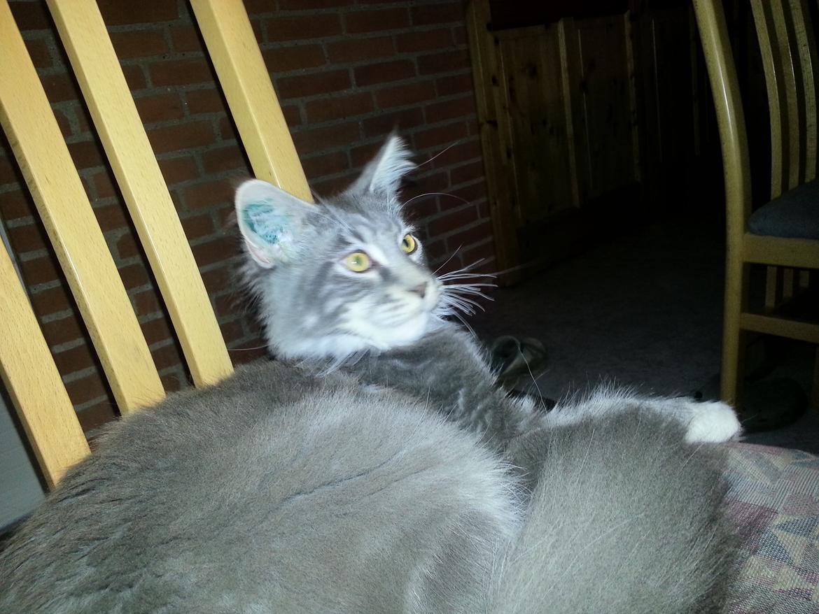 Maine Coon Edelweiss billede 3