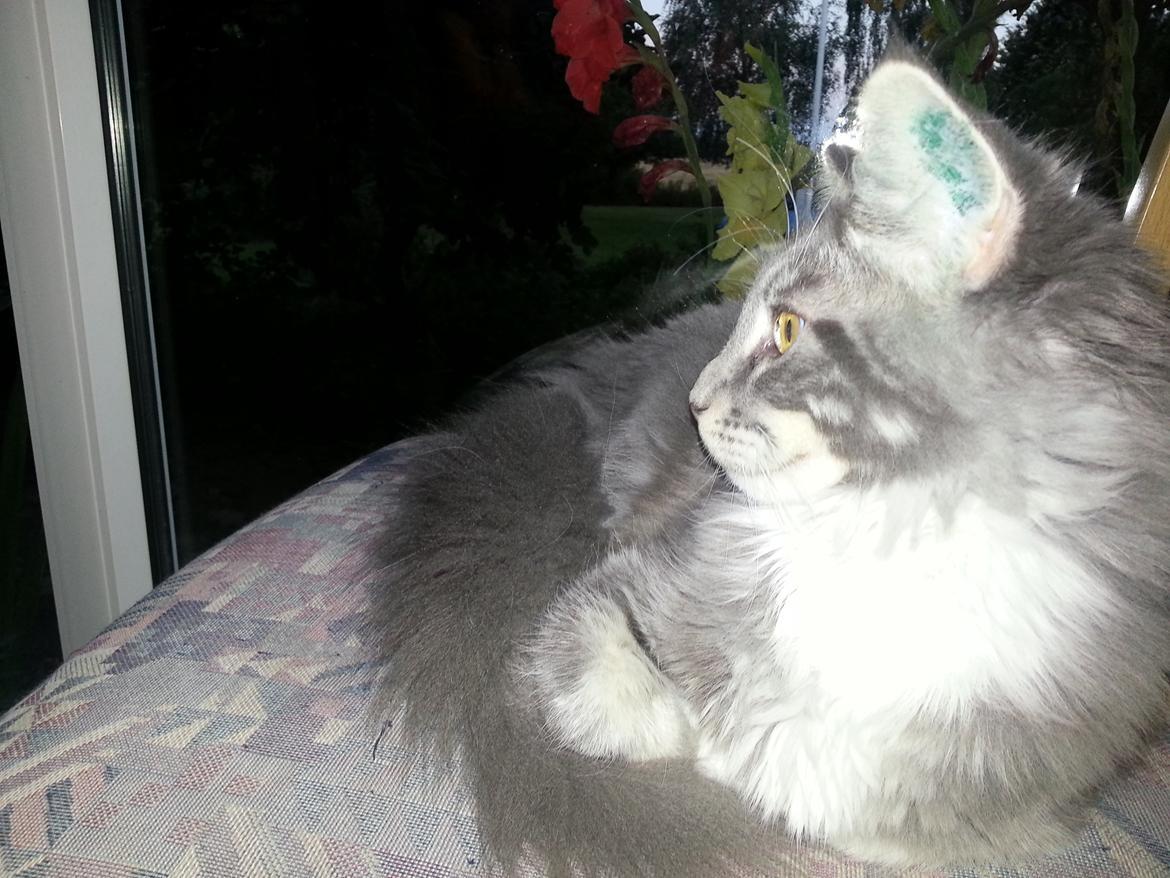 Maine Coon Edelweiss billede 4