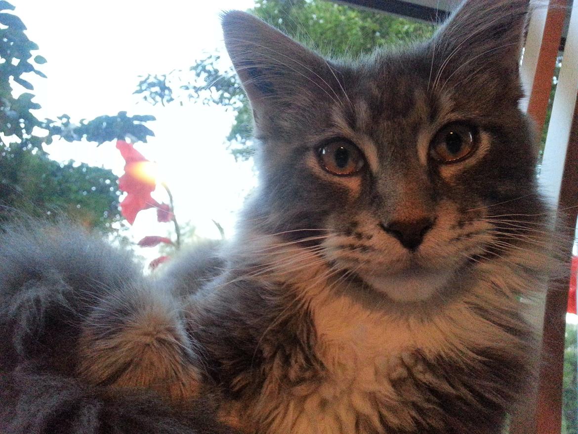 Maine Coon Edelweiss billede 5