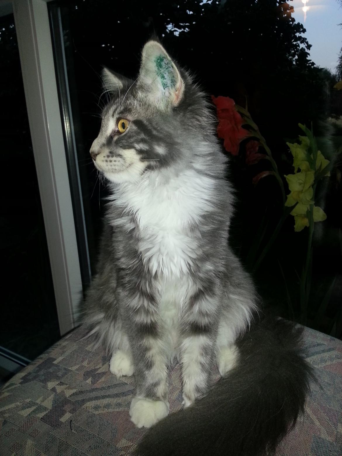 Maine Coon Edelweiss billede 6