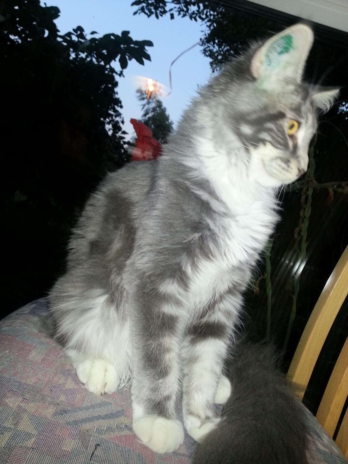 Maine Coon Edelweiss billede 7