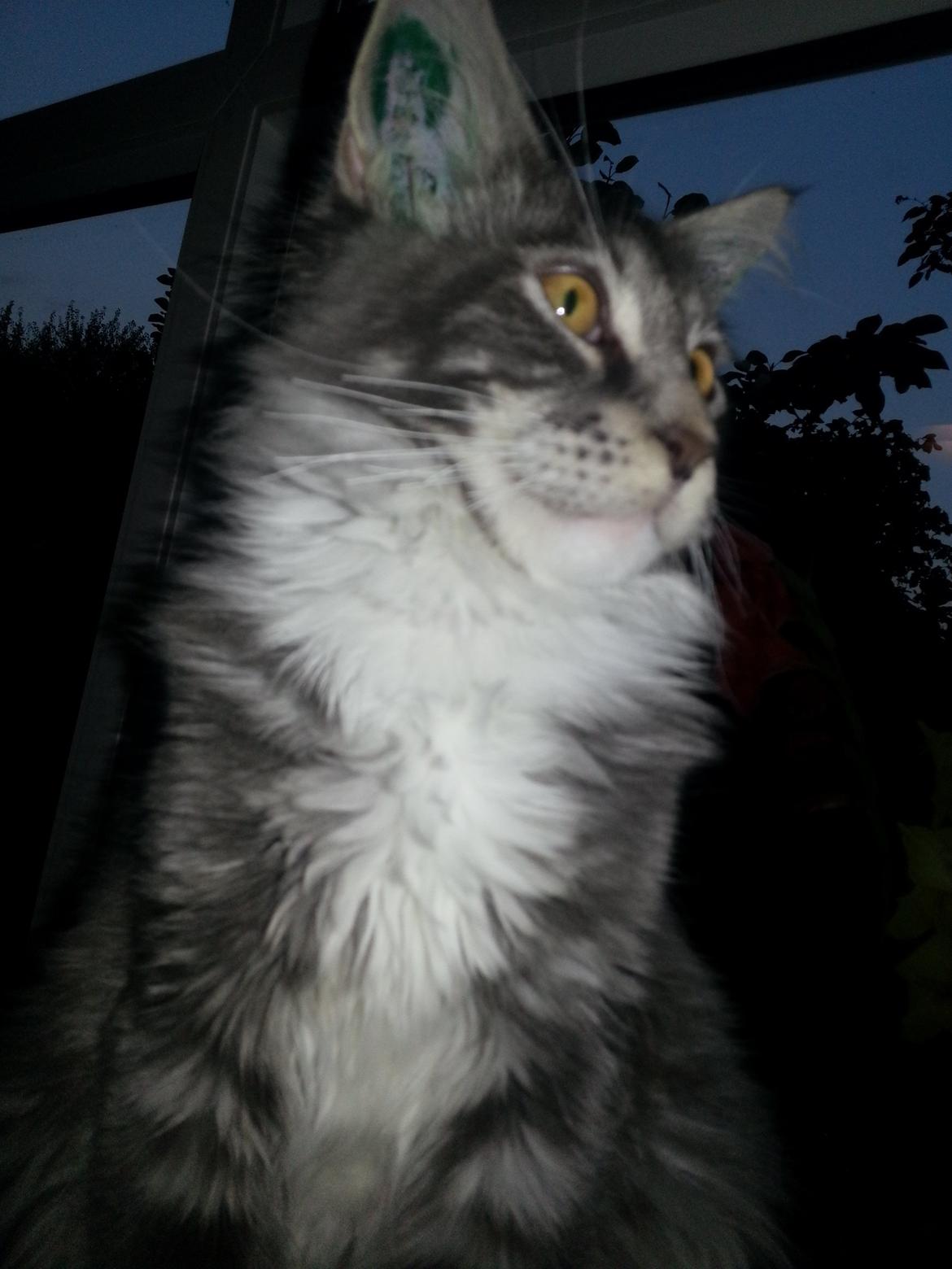 Maine Coon Edelweiss billede 8