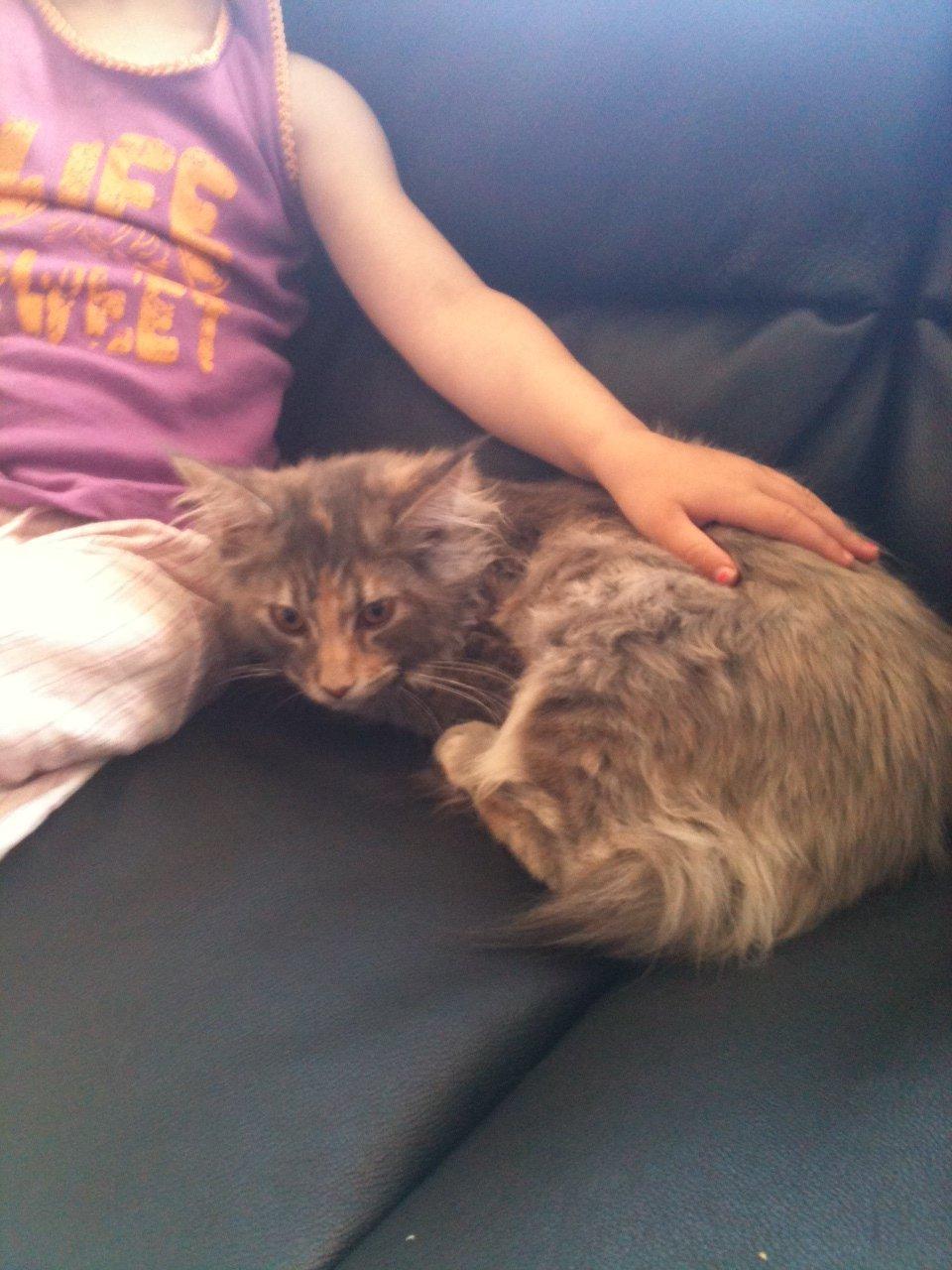 Maine Coon Smukke billede 3