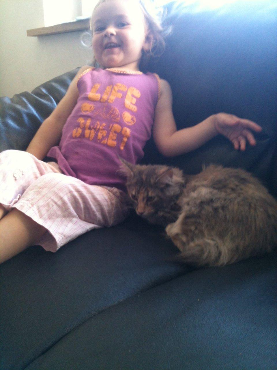 Maine Coon Smukke billede 4