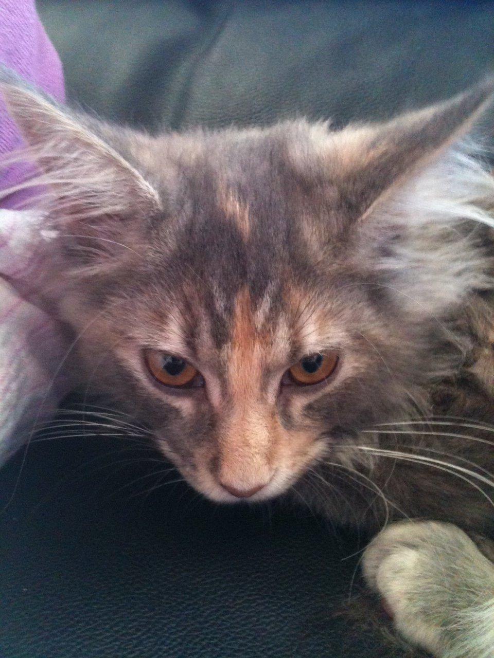 Maine Coon Smukke billede 5