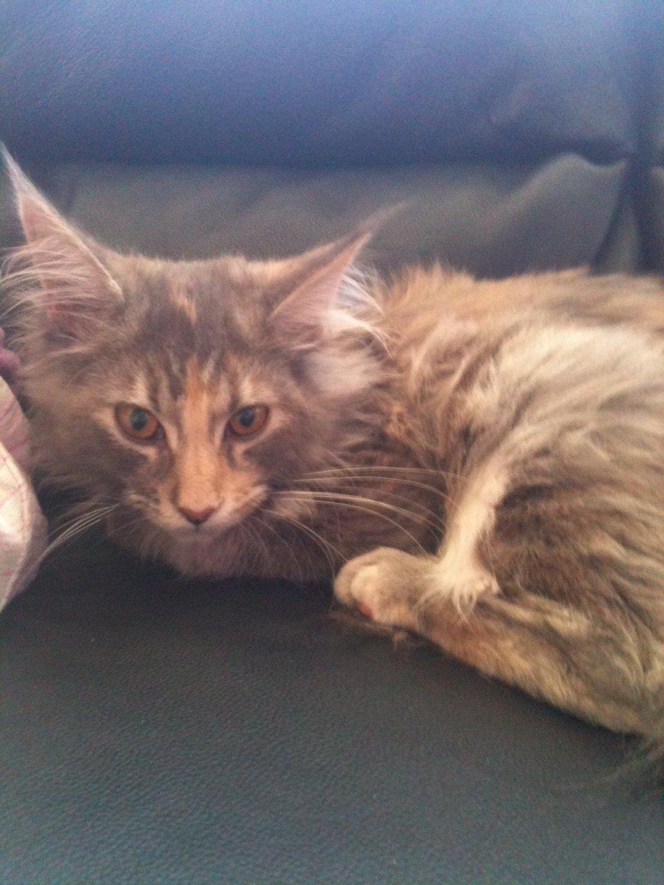 Maine Coon Smukke billede 6