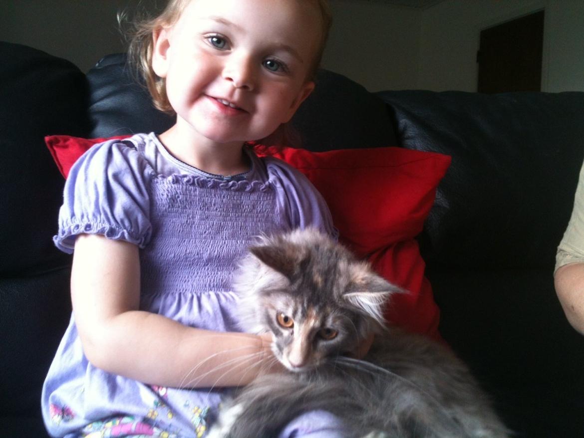 Maine Coon Smukke billede 7