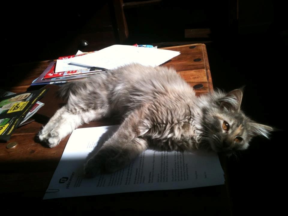 Maine Coon Smukke billede 8