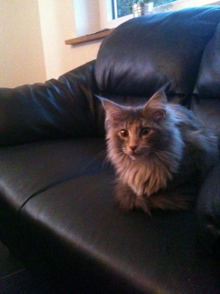 Maine Coon Smukke - Velkommen til min profil :) billede 1