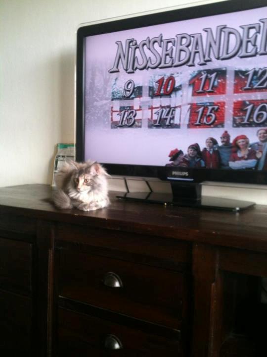 Maine Coon Smukke billede 9