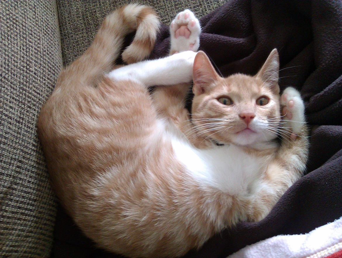 Huskat Samson billede 1