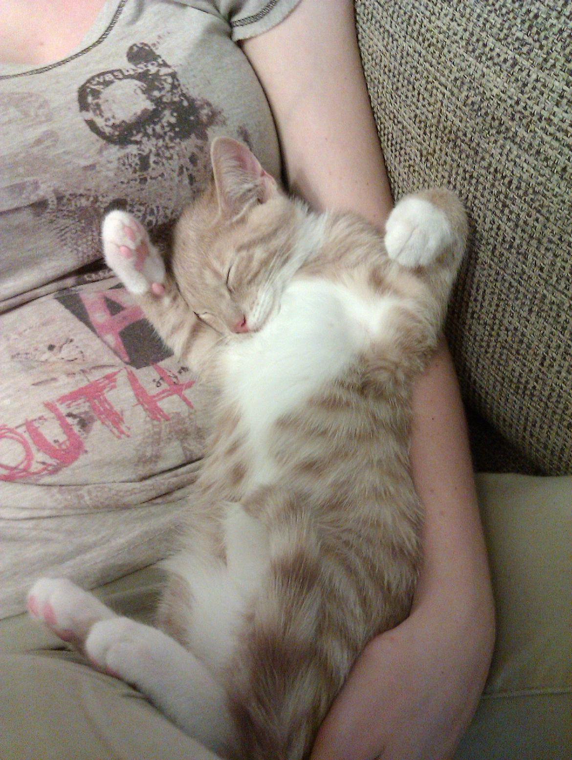 Huskat Samson billede 5