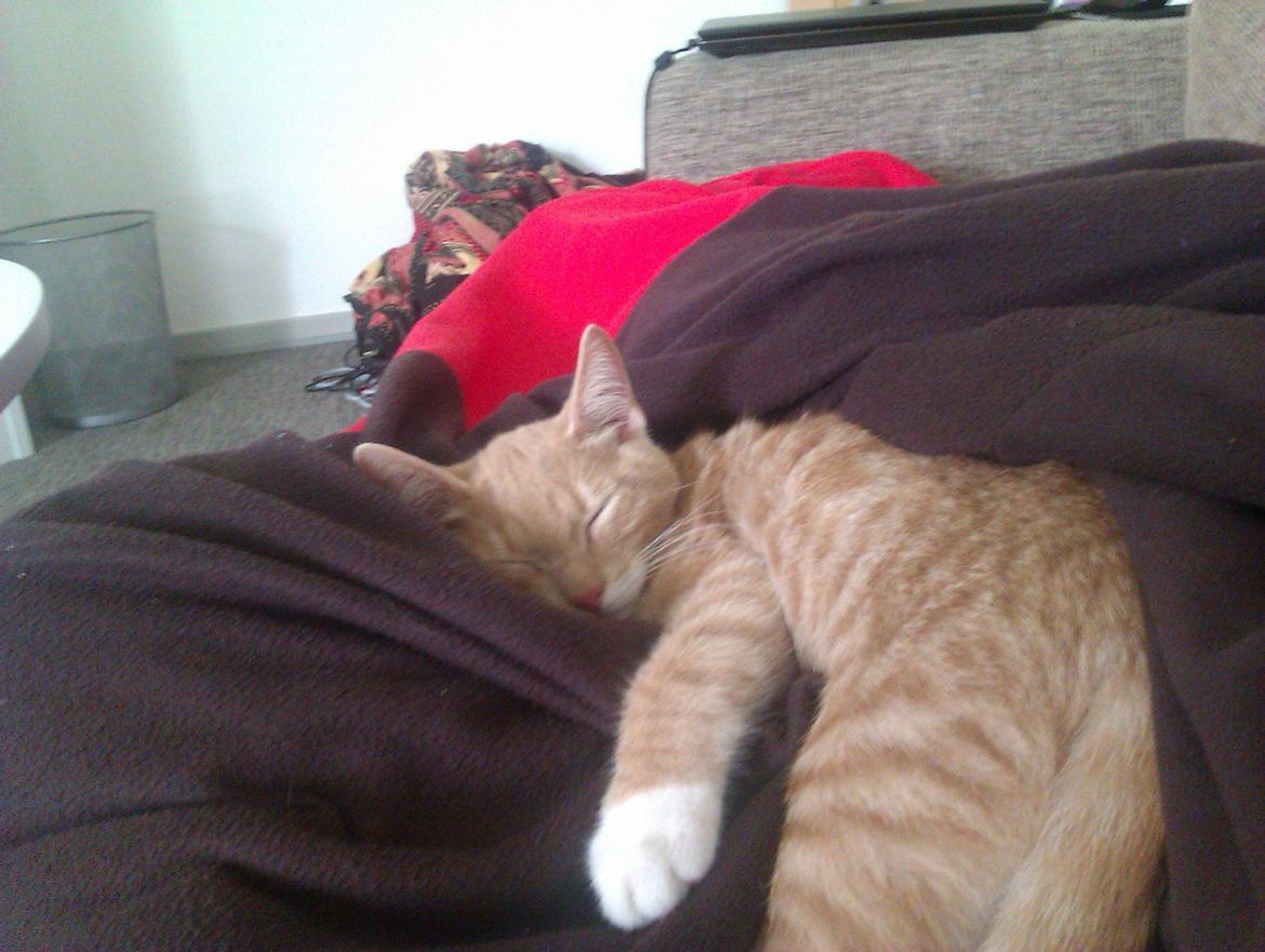 Huskat Samson billede 6