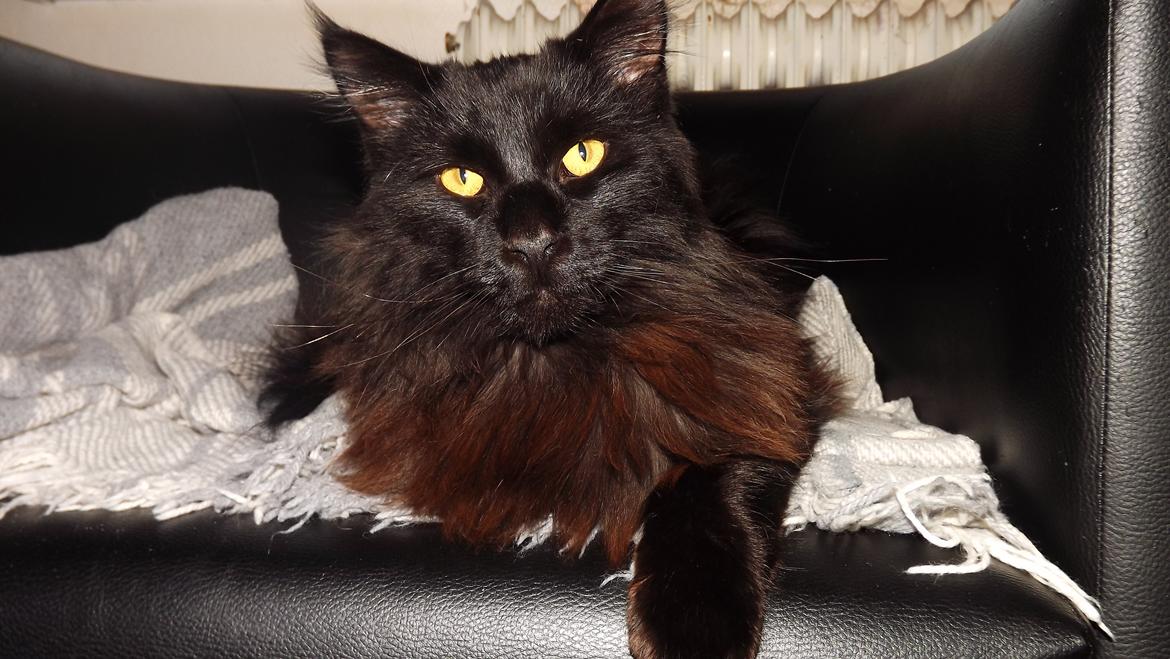 Maine Coon Erling billede 3