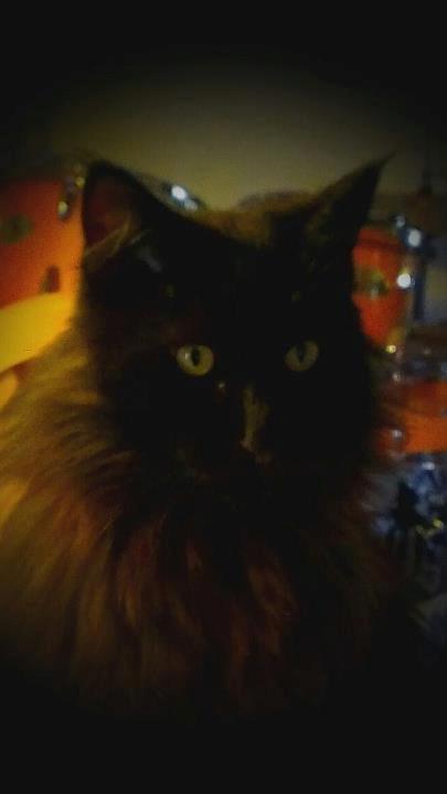 Maine Coon Erling billede 4