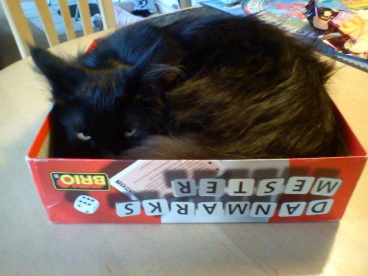 Maine Coon Erling billede 5