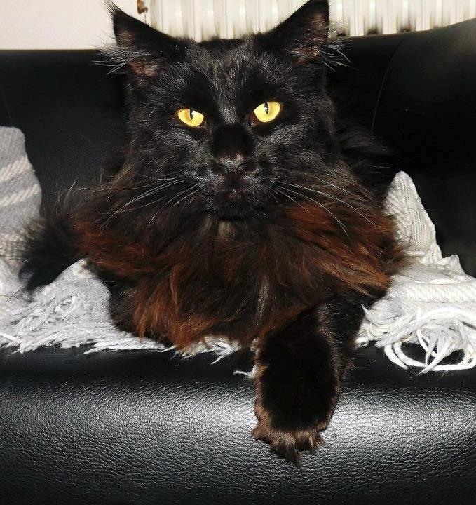 Maine Coon Erling billede 6