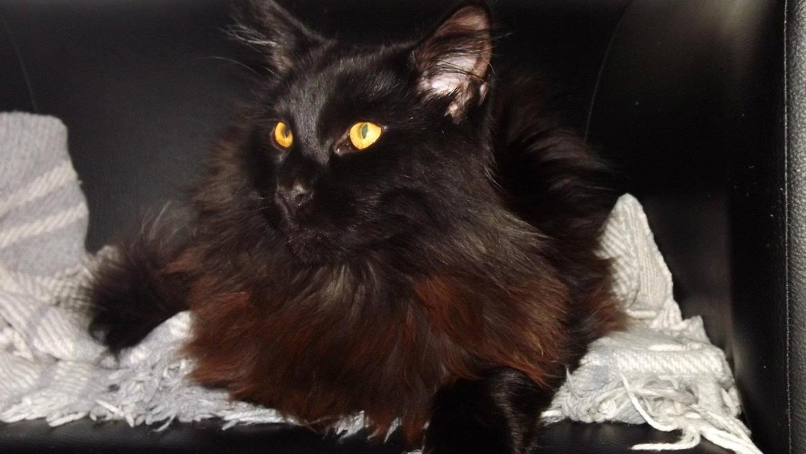 Maine Coon Erling billede 1