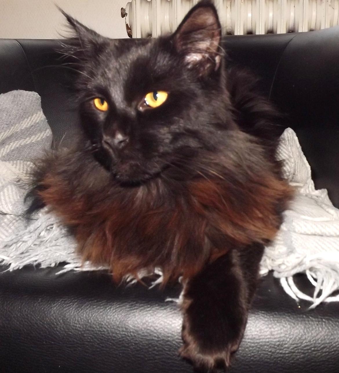 Maine Coon Erling billede 7