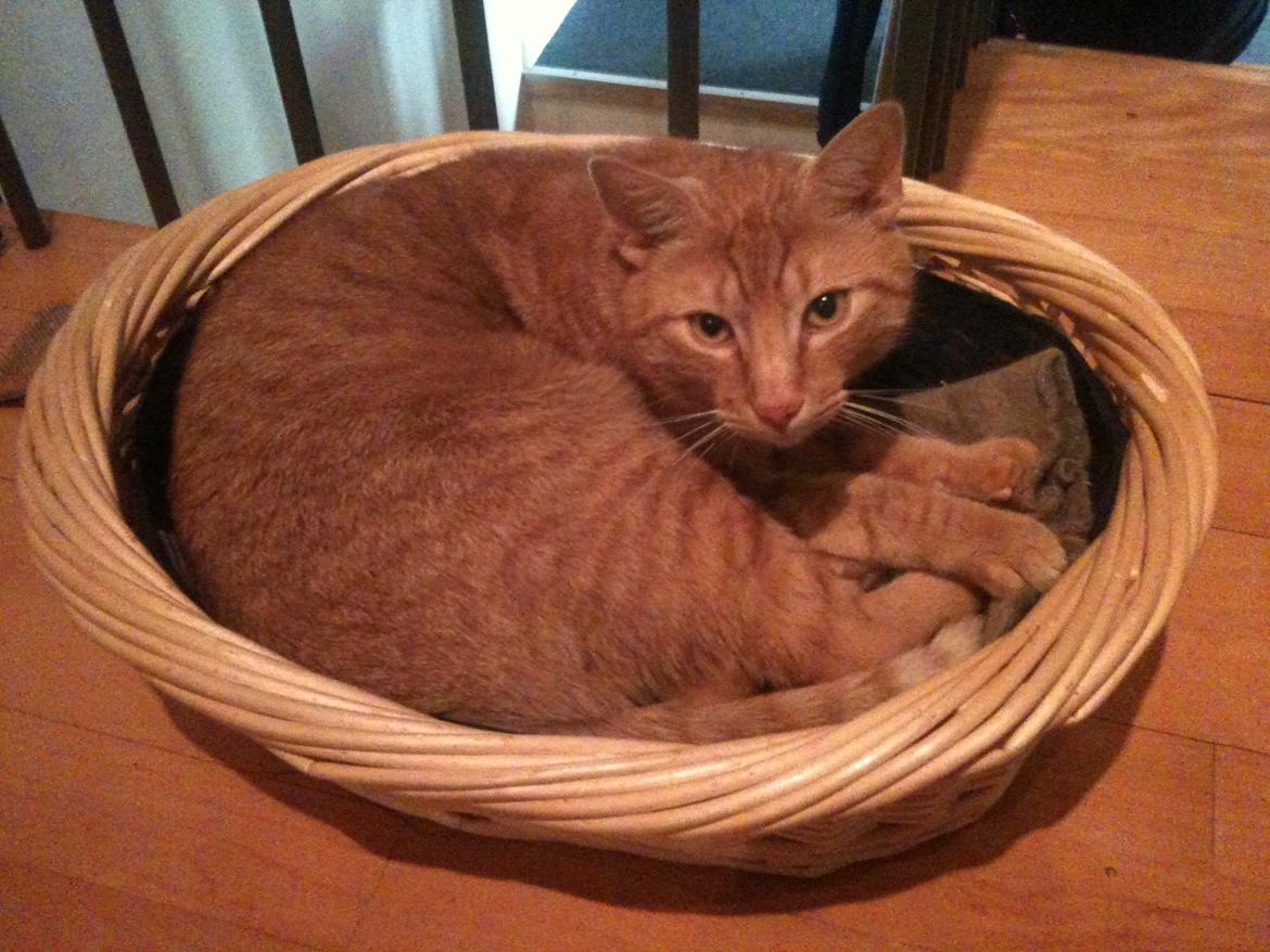 Blanding af racer Felix (Min Øjesten) billede 14