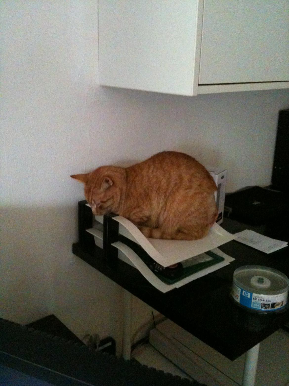 Blanding af racer Felix (Min Øjesten) billede 15