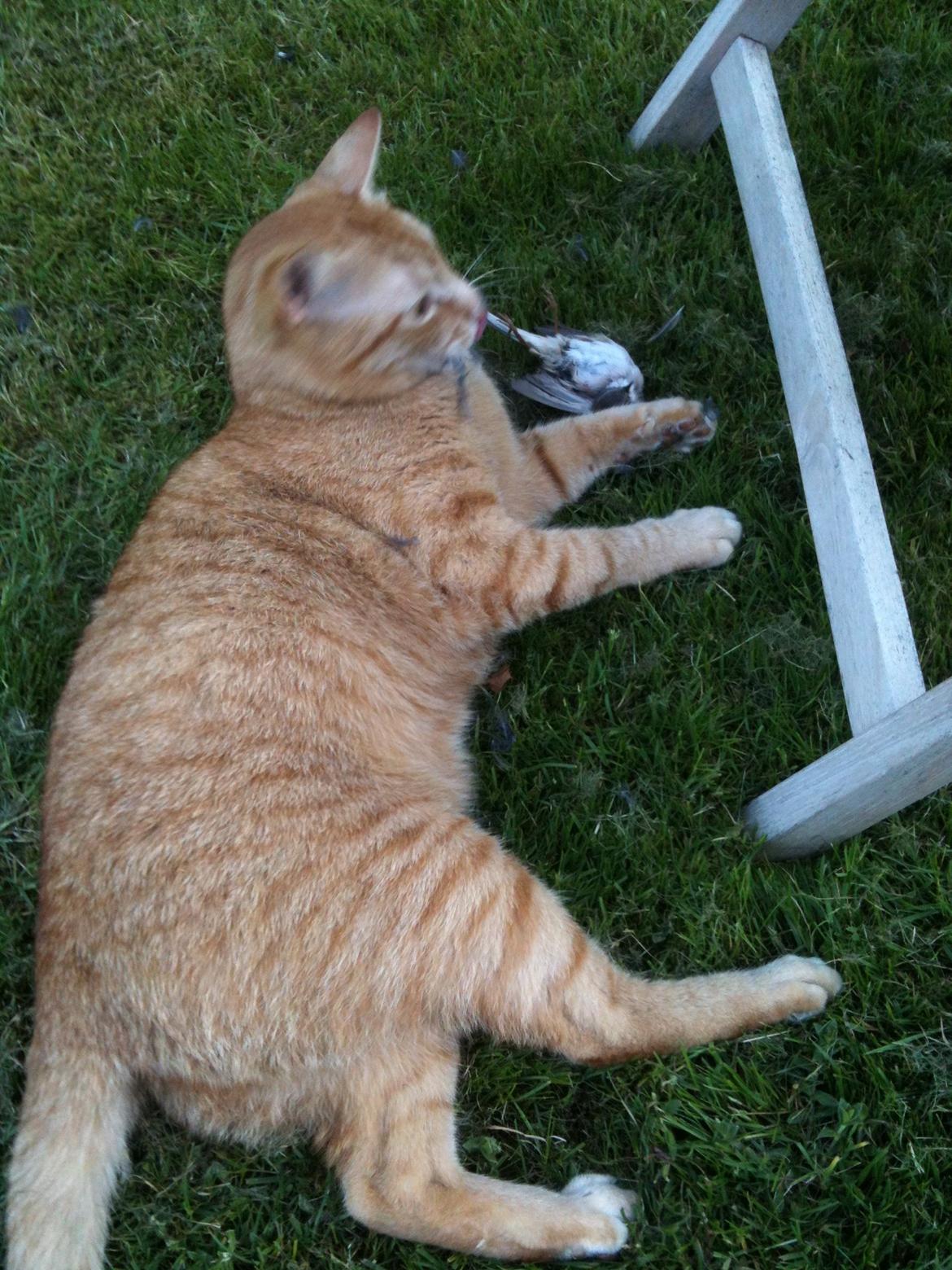 Blanding af racer Felix (Min Øjesten) billede 16