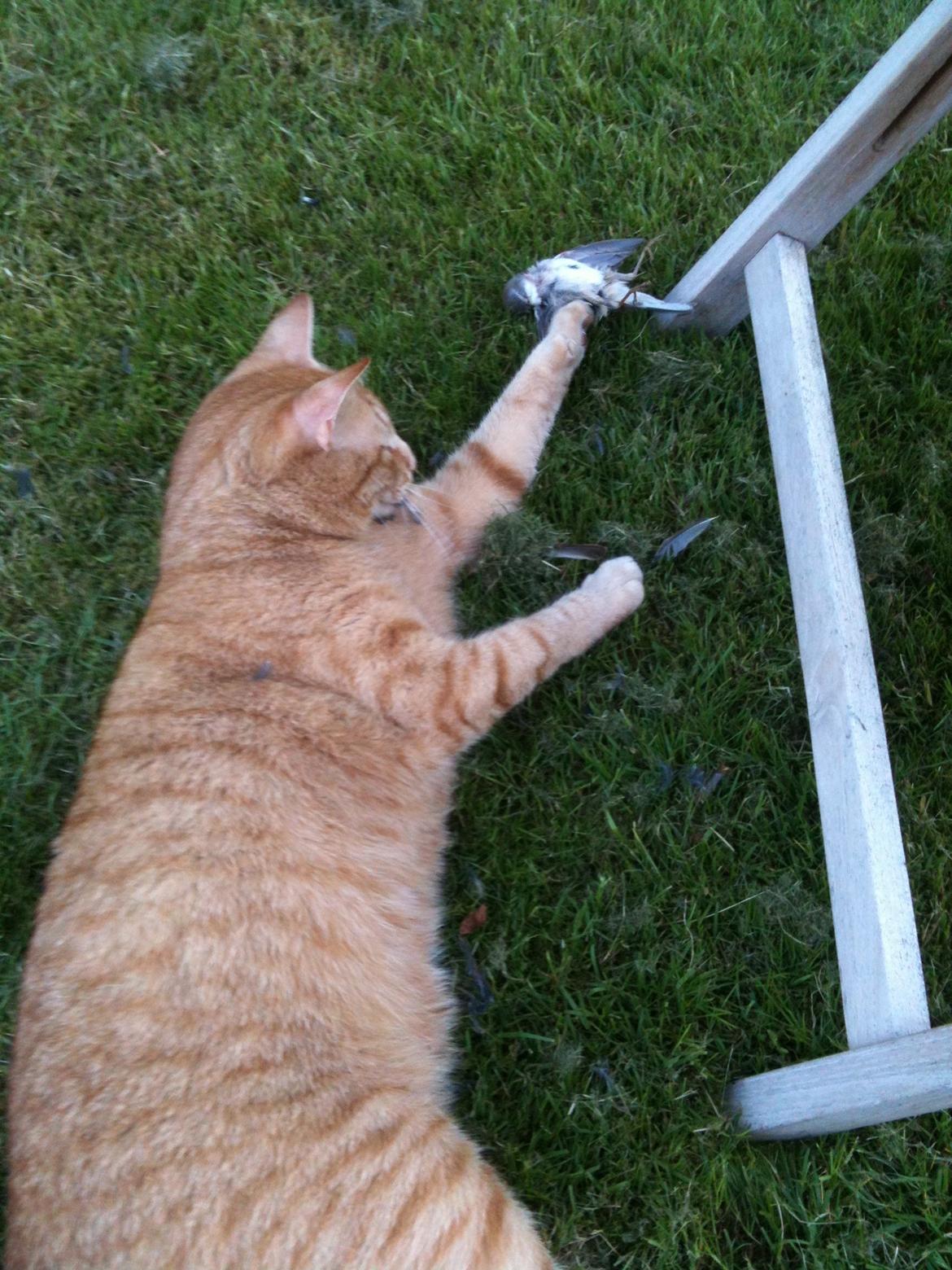 Blanding af racer Felix (Min Øjesten) billede 17