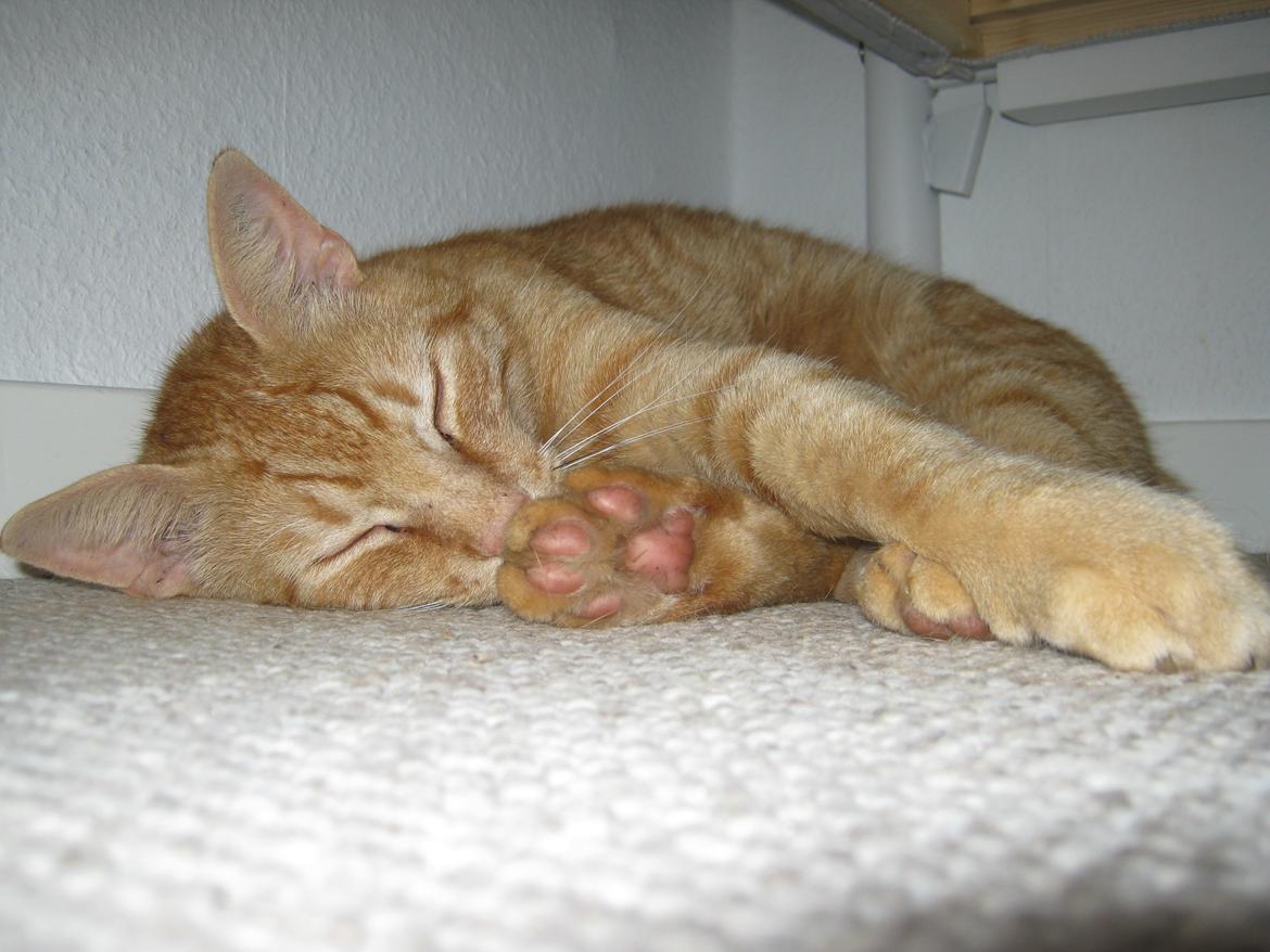 Blanding af racer Felix (Min Øjesten) - vi stikker lige en tå op i næsen!!<3:) billede 18