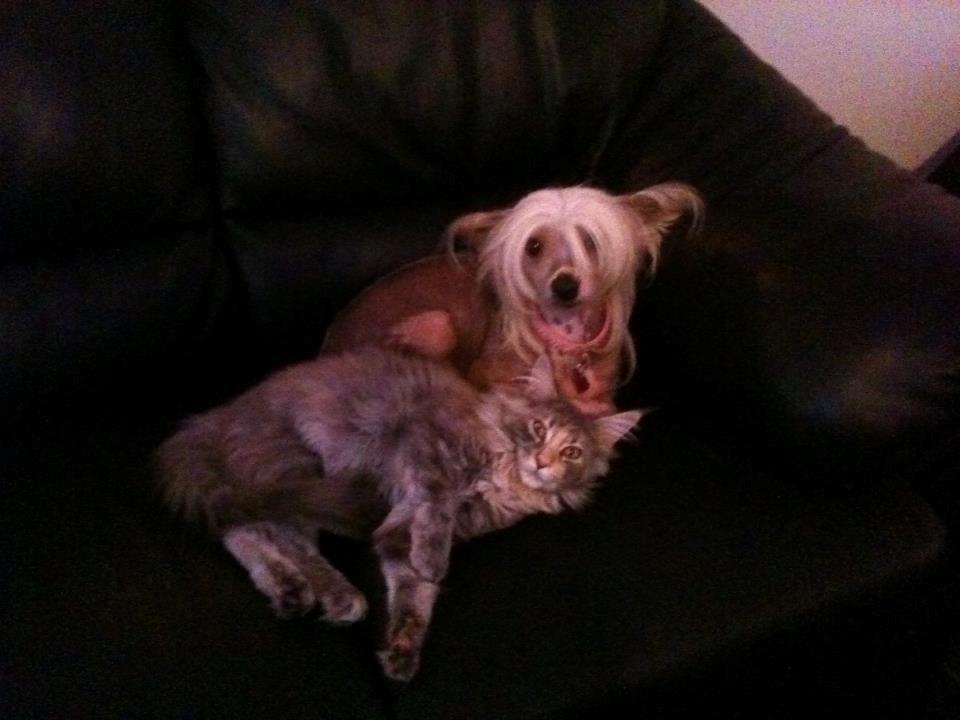 Maine Coon Smukke - Dejligt at se efter 6 dage kat ik van til hund, og hund ik van til kat <3 billede 10