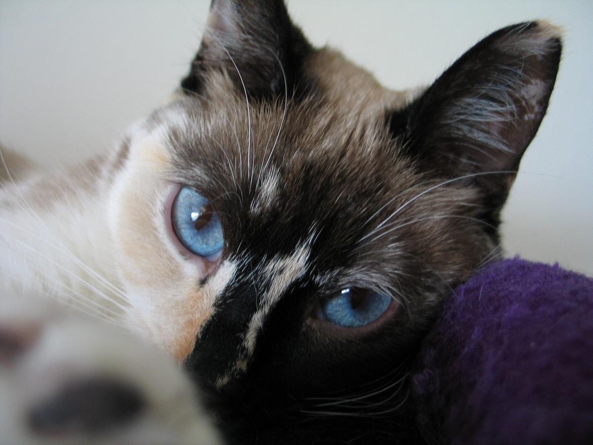 Blanding af racer Nyx billede 4