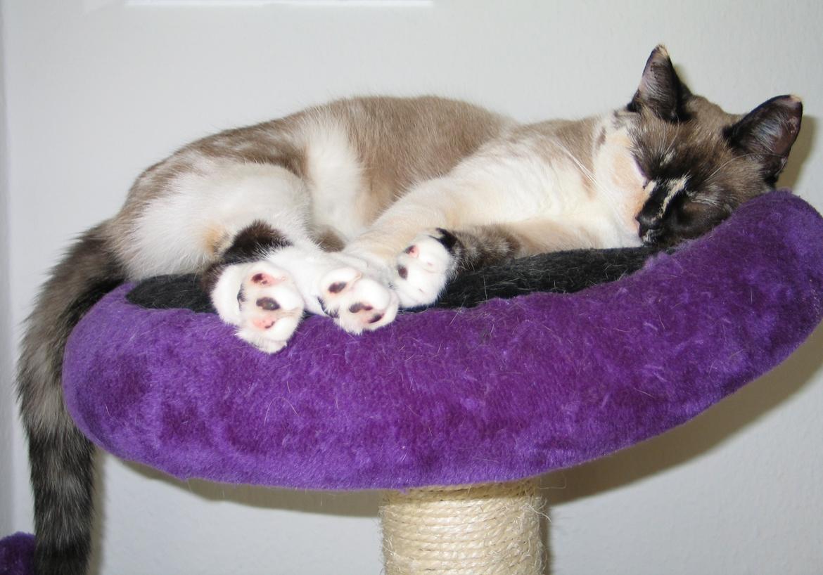 Blanding af racer Nyx billede 2