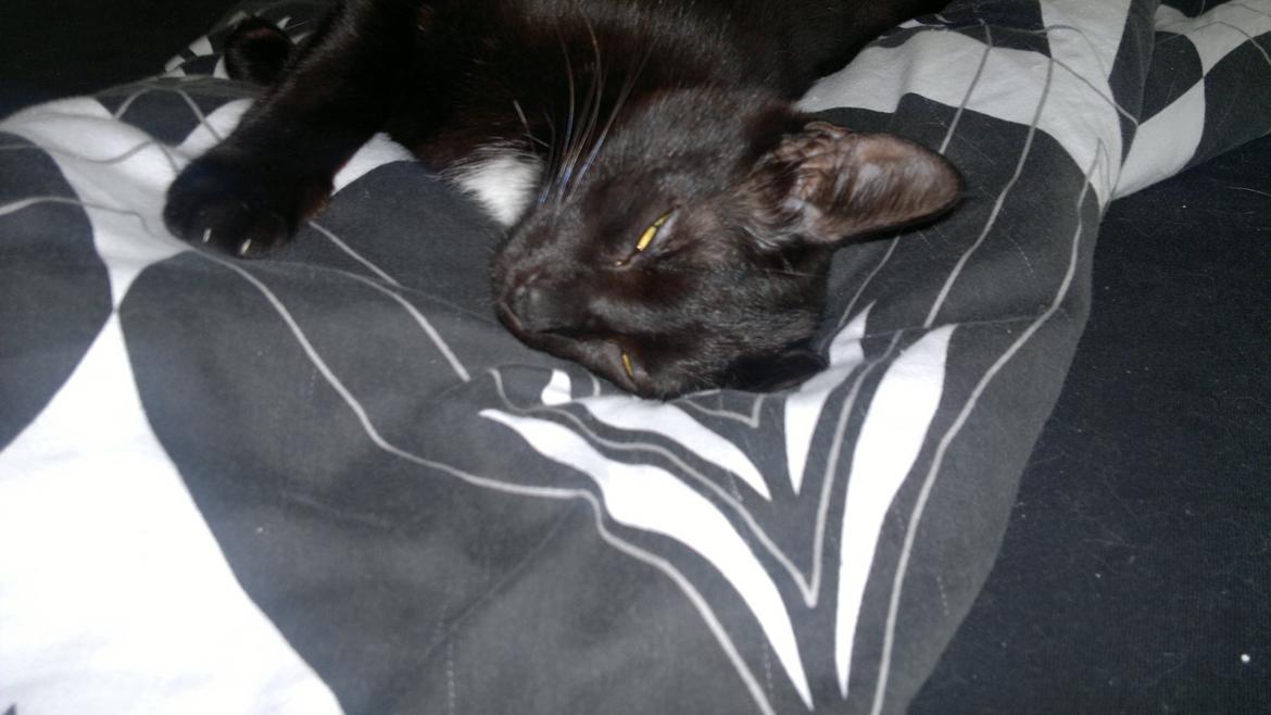 Huskat Darling billede 9