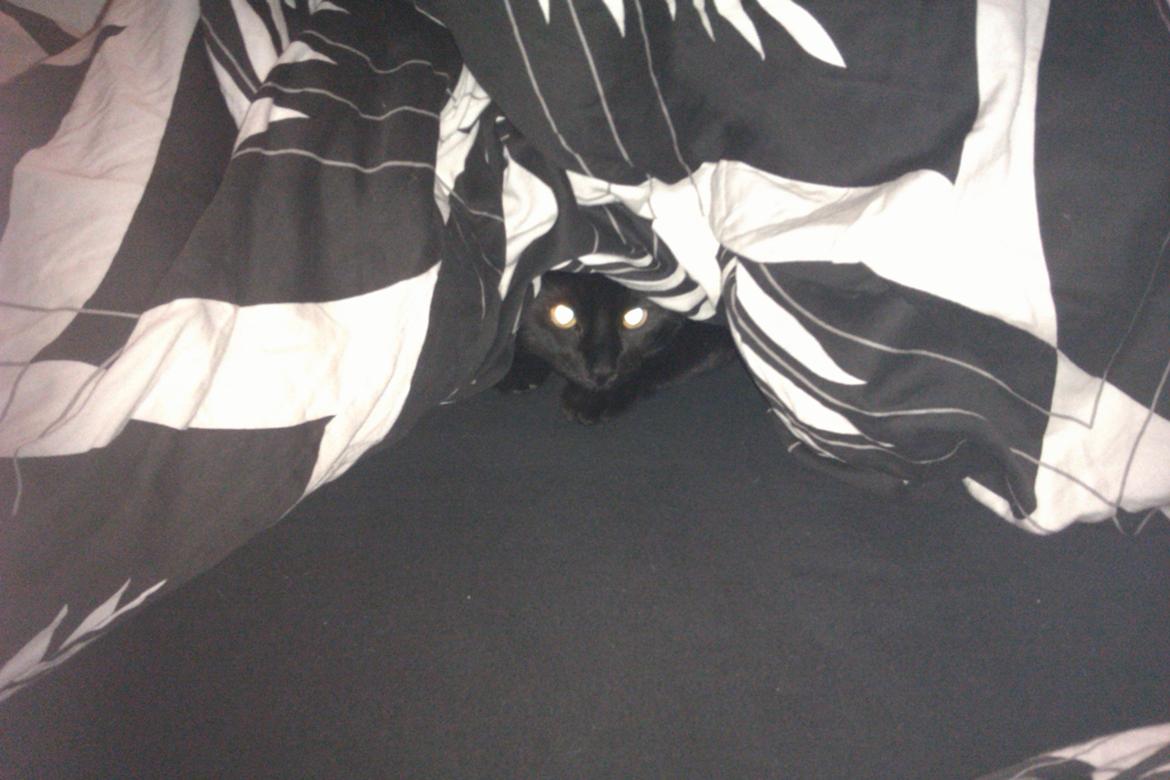 Huskat Darling billede 10