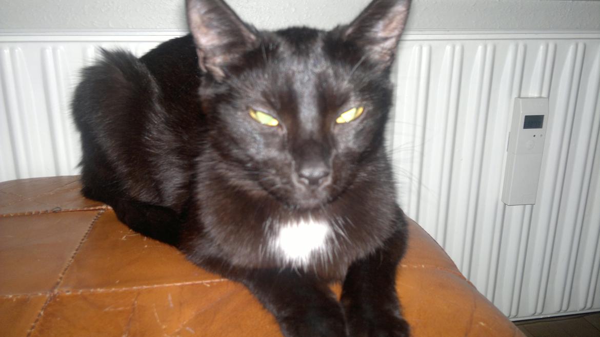 Huskat Darling billede 11