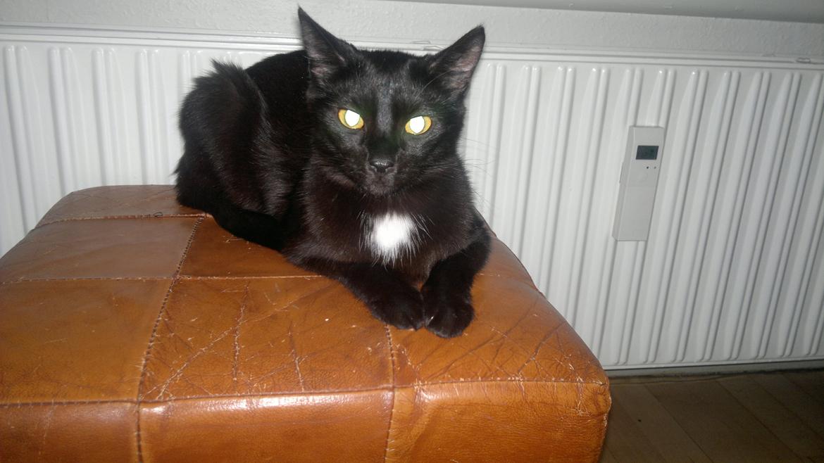 Huskat Darling billede 12