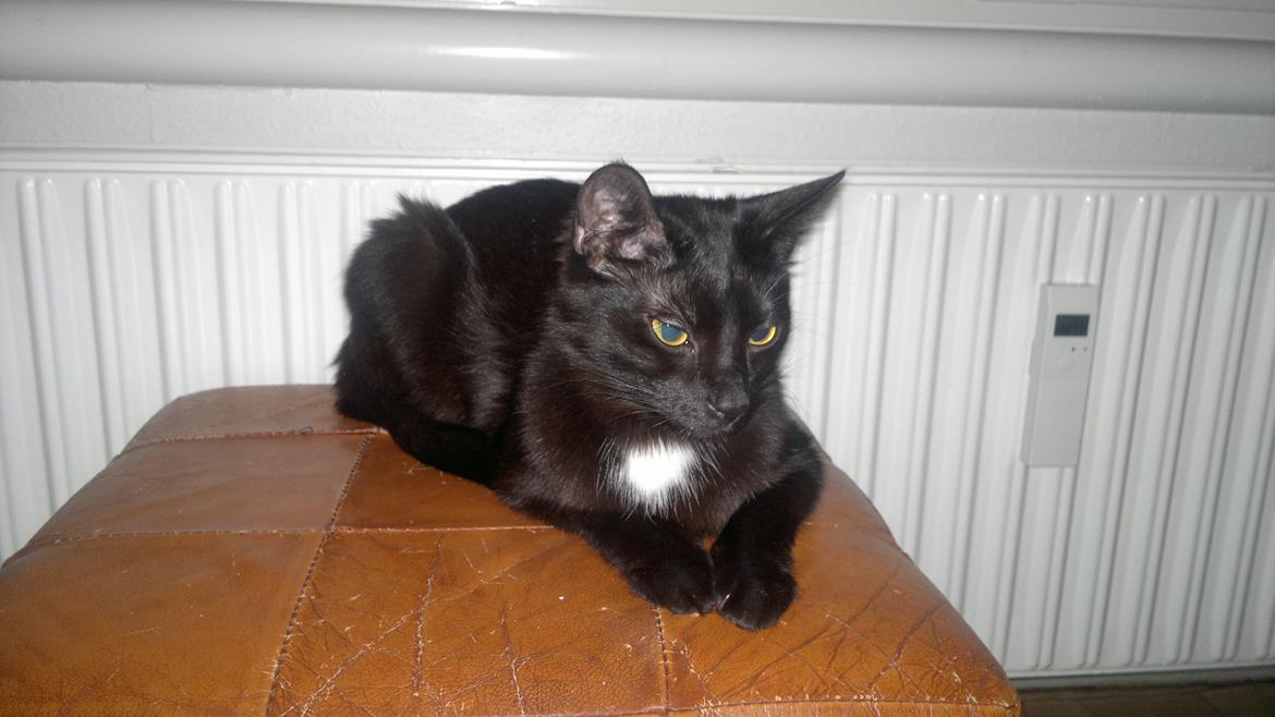 Huskat Darling billede 13