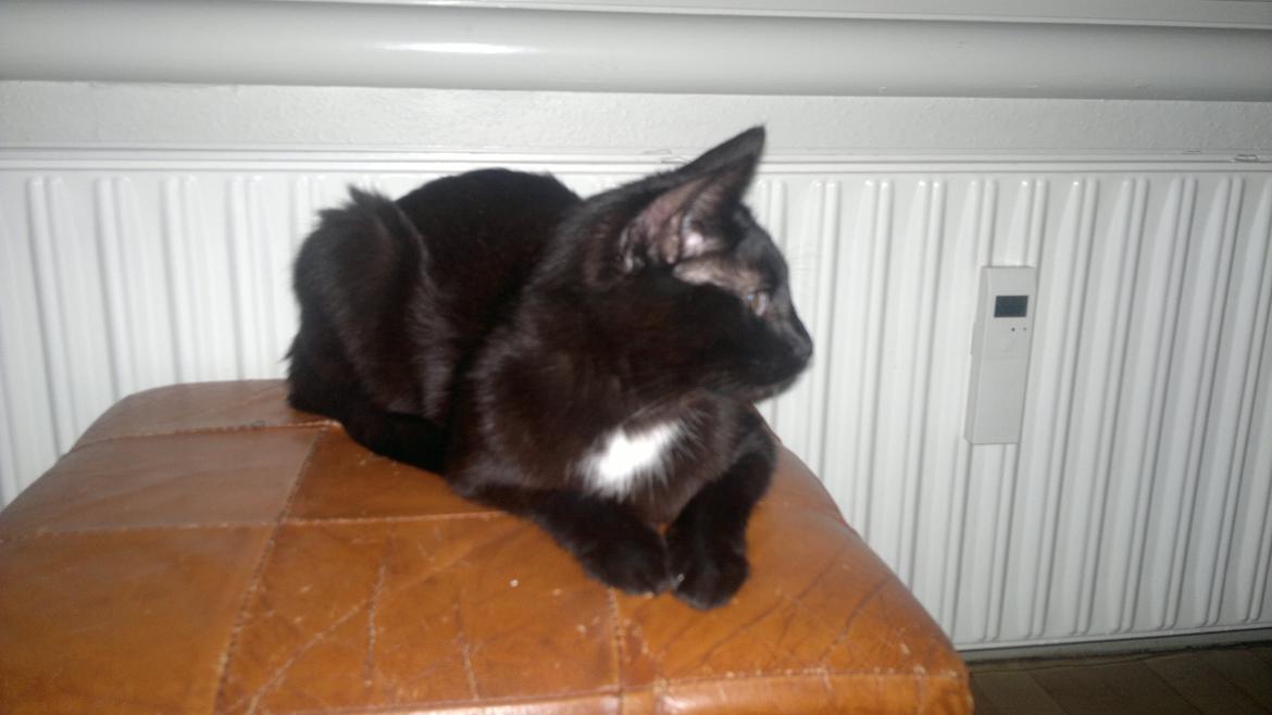 Huskat Darling billede 14