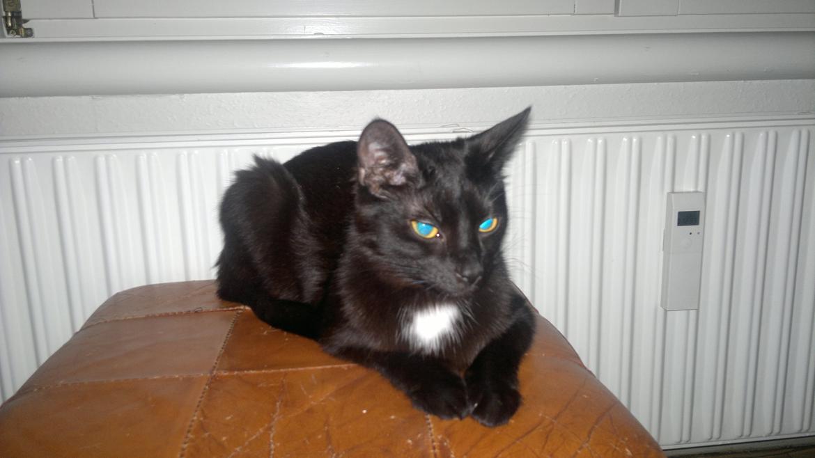 Huskat Darling billede 15