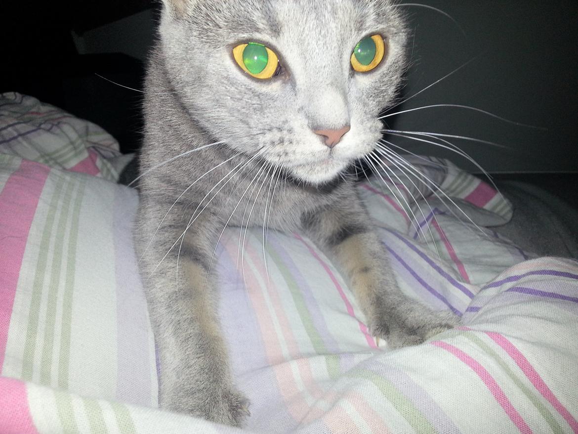 Huskat Oda billede 10