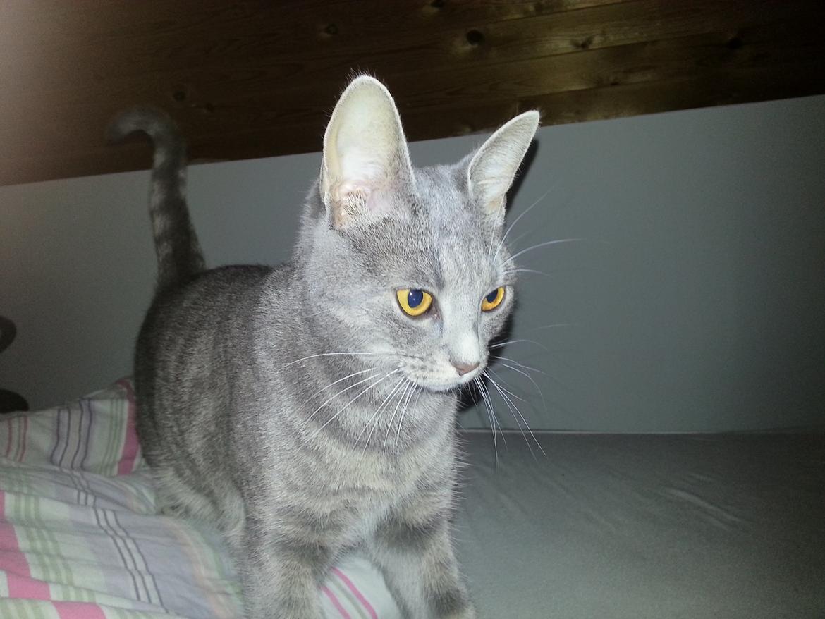 Huskat Oda billede 11