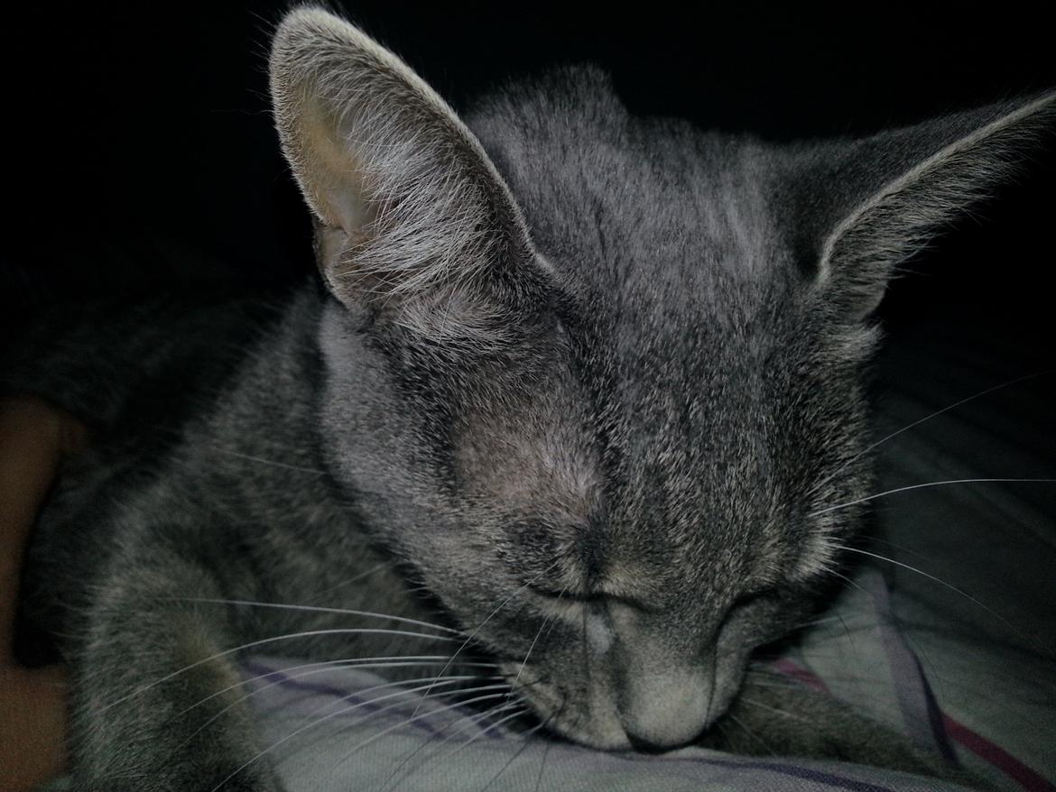 Huskat Oda billede 12